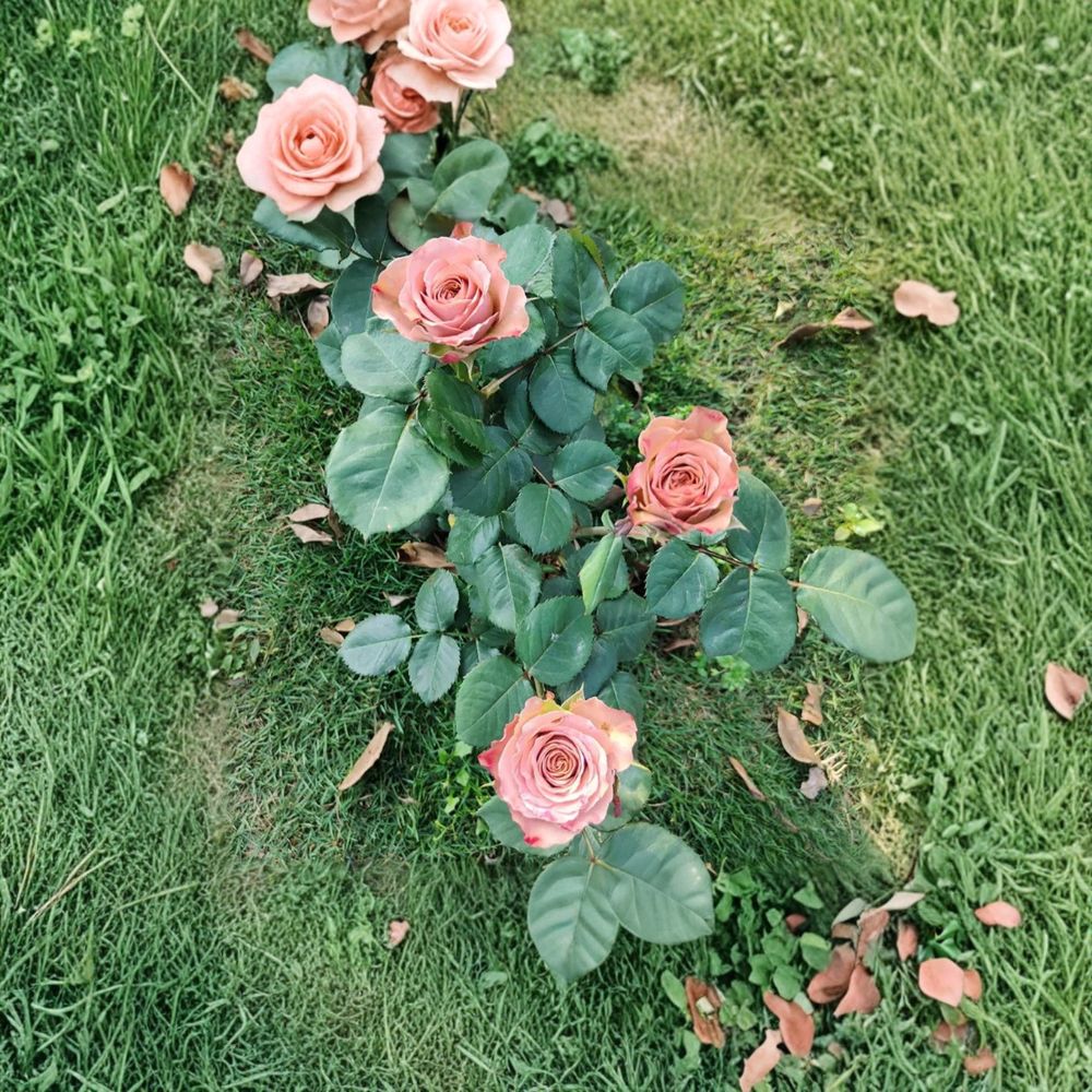 Cappuccino Rose – Rare Coffee-Toned Garden Rose | 3 Fresh Unrooted Cuttings | Vintage Brown Rose Variety | Propagation Cuttings for Rooting or Grafting