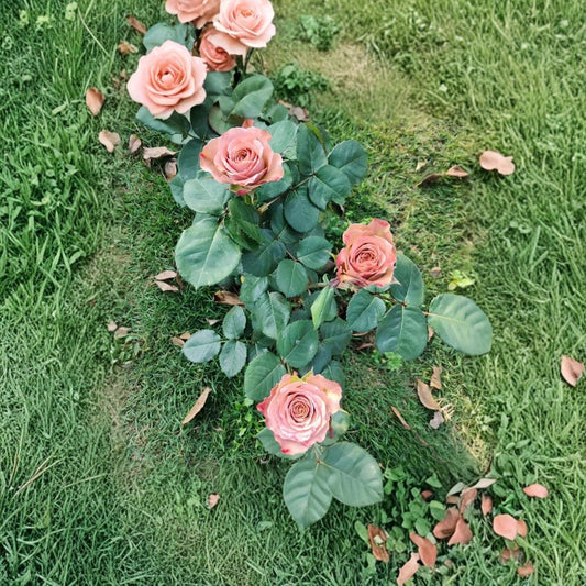 Cappuccino Rose – Rare Coffee-Toned Garden Rose | 3 Fresh Unrooted Cuttings | Vintage Brown Rose Variety | Propagation Cuttings for Rooting or Grafting