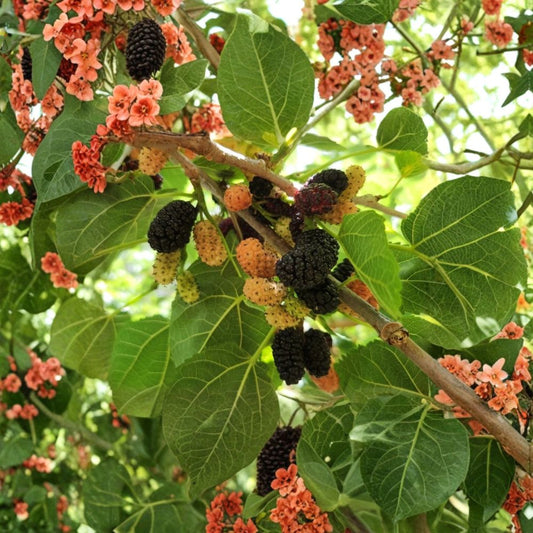 Black Mulberry Tree Cuttings – Morus nigra Live Cuttings | 30 Pack 12 Inch Propagation Cuttings | Sweet Large Fruit Mulberry
