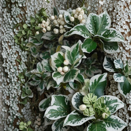 Euonymus ‘Silver Queen’ – Rare Variegated Evergreen Shrub | 5 Fresh Unrooted Cuttings | White & Green Foliage Plant | Cuttings for Rooting or Grafting