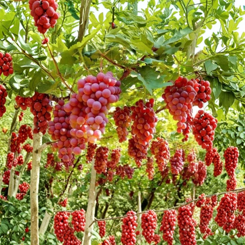 Suok Grape Vine – Vitis vinifera Live Plant | 1–2 Ft Tall Rare Sweet Asian Table Grape | Premium Organic Grape Vine | Patio & Backyard Friendly