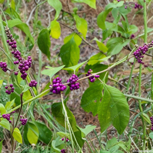 Purple Beautyberry Cuttings – Callicarpa americana Fresh Cuttings | 12 Pack 8 Inch | French Mulberry Bush Propagation | Ornamental Berry Shrub