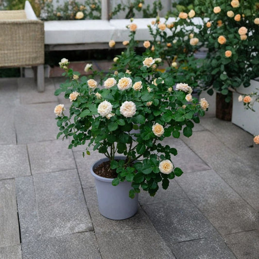 Sahara Rose – Rare Golden Blend Garden Rose | 3 Fresh Unrooted Cuttings | Yellow Orange Hybrid Tea Rose | Propagation Cuttings for Rooting or Grafting