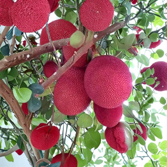 Malaysia Red Jackfruit Seeds – Artocarpus heterophyllus Rare Tropical Fruit Seeds | 8 Organic Seeds Orange Flesh Variety | Sweet Exotic Fruit Tree Starter