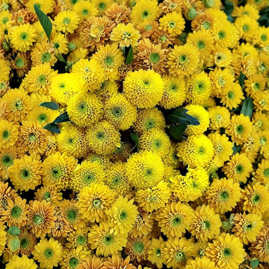 Chrysanthemum ‘Goldball’ – Rare Golden Pompon Mum | 3 Fresh Unrooted Cuttings | Bright Yellow Garden Flower | Propagation Cuttings for Rooting