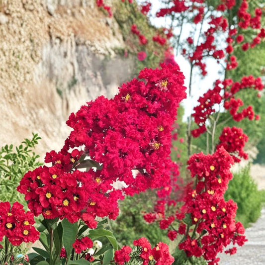 Crape Myrtle ‘Red Rocket’ – Rare Bright Red Flowering Tree | 5 Fresh Unrooted Cuttings | Fast Growing Summer Bloom Tree | Propagation Cuttings for Rooting or Grafting