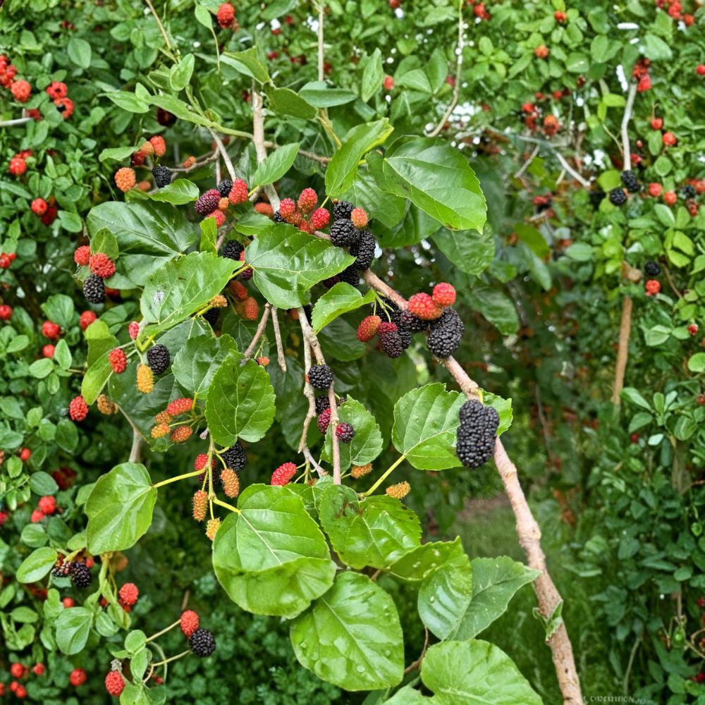 Red Mulberry Trees – Morus rubra Live Plants | 3 Pack 12–24 Inch Bare Root | Native Sweet Berry Fruit Trees | Fast Growing