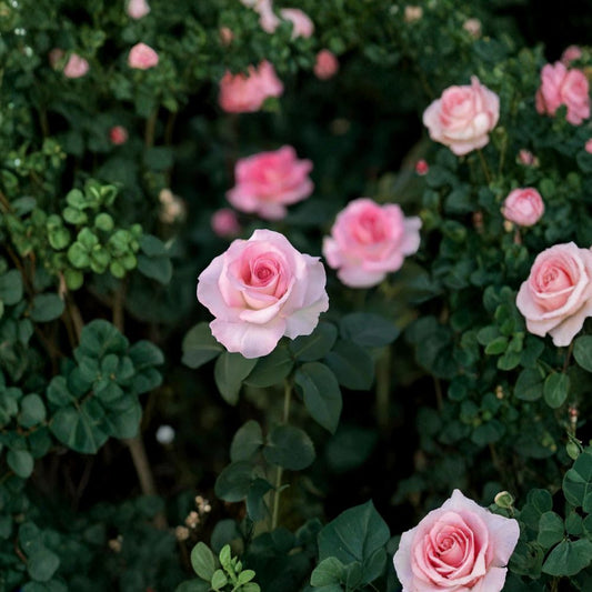 Pink Promise Rose – Rare Soft Pink Hybrid Tea Rose | 3 Fresh Unrooted Cuttings | Elegant Garden Rose | Propagation Cuttings for Rooting or Grafting