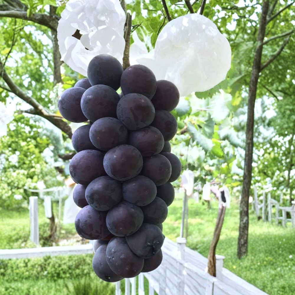 Fujiminori Grape Vine – Live Plant 1–2 Ft Tall | Rare Japanese Sweet Grape Variety | Organic Fruit Vine | Garden & Trellis Friendly