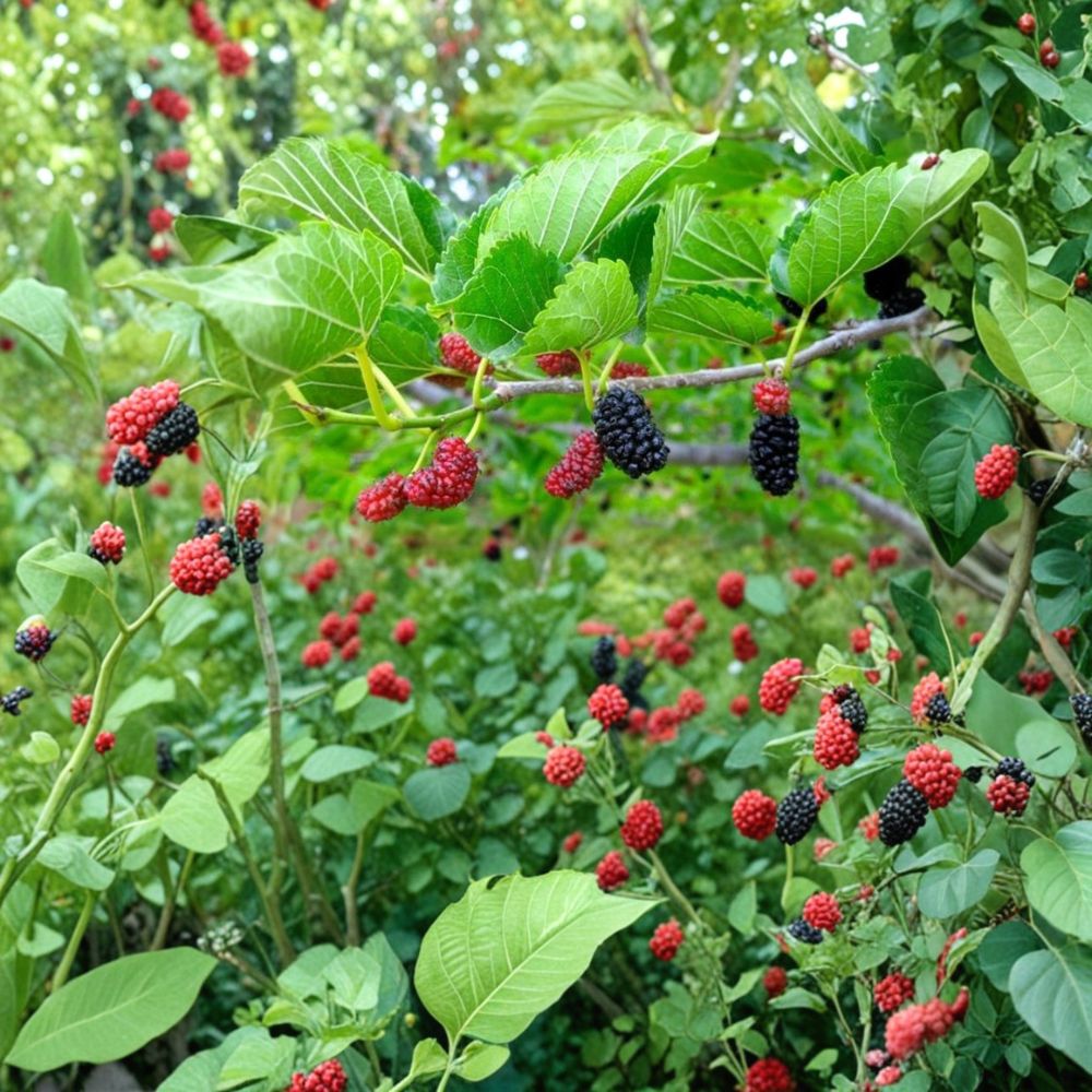 Red Mulberry Tree – Morus rubra Live Plant | 1 Ft+ Bare Root Tree | Native Sweet Berry Fruit Tree | Fast Growing Shade & Orchard Tree