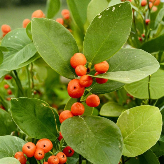 Hong Kong Kumquat Seeds – 5 Organic Seeds | Super Rare Citrus Variety | Mini Edible Fruit Tree | Exotic Tropical Citrus