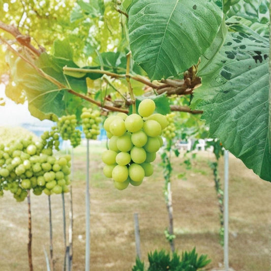 Shine Muscat Grape Cuttings – Vitis vinifera Rare Organic Propagation Set | 5 Cuttings 6–8 Inches Long | Rooting or Grafting Vine