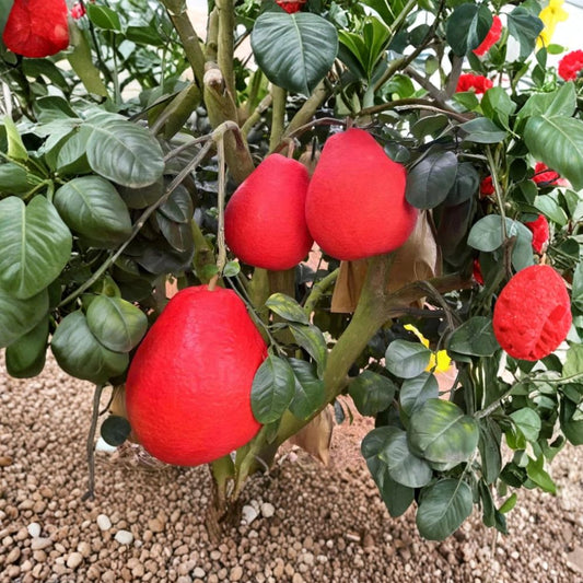 Red Pomelo Seeds – 10 Rare Seeds | Chinese Grapefruit Citrus | Sweet Tropical Fruit Tree | Grow Your Own Pomelo
