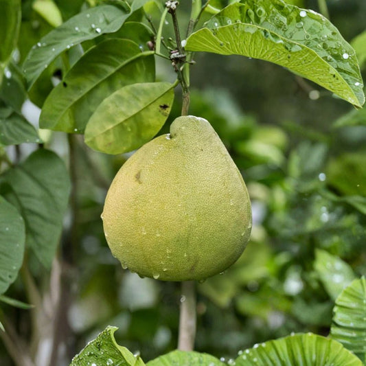 Nam Roi Sweet Pomelo – Citrus maxima Cuttings | 3 Fresh 6–8 Inch Unrooted Cuttings | Rare Giant Grapefruit Pomelo | Citrus Scions for Rooting or Grafting