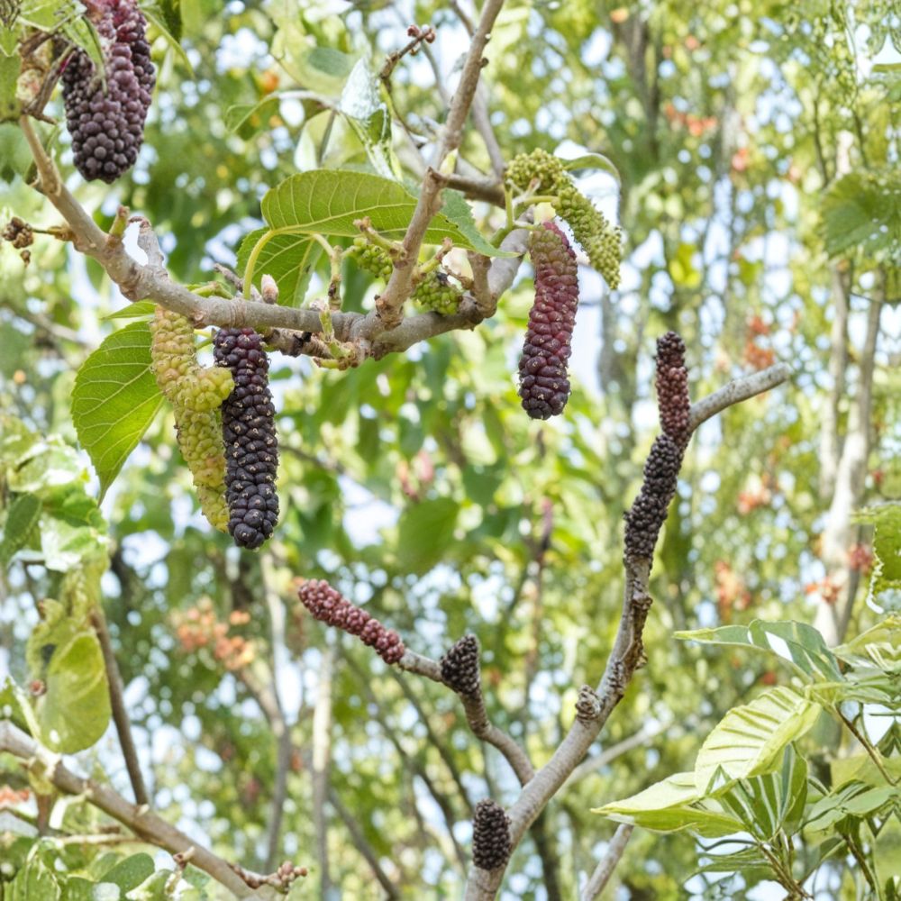 Pakistan Mulberry – Morus macroura Live Starter Plugs | 3–6 Inch Bare Root Plants | 5 Pack Sweet Long Fruit Mulberry | Backyard Orchard & Container Friendly