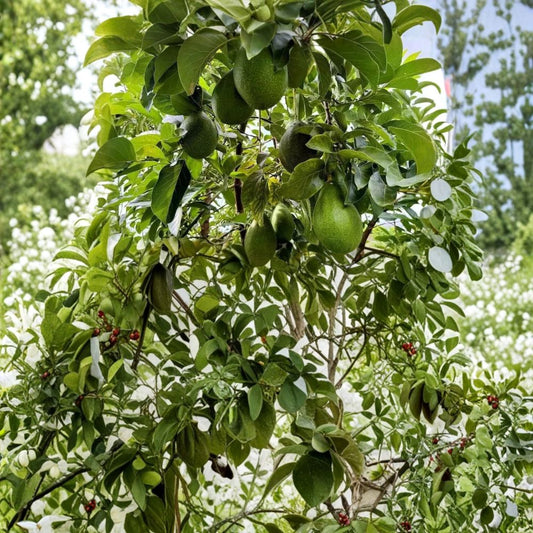 Avozilla Avocado Seed – World’s Largest Variety 1 Organic Seed | Non GMO | Naturally Grown  Rare Giant Avocado | Grow Your Own Tree | Collector Favorite