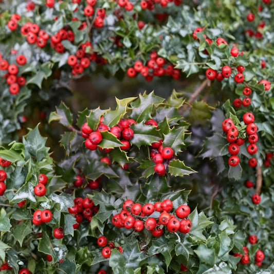 English Holly Red Beauty Evergreen Shrubs – Ilex aquifolium Cuttings | 6–8 Inch Fresh Cuttings | Includes 3 Cuttings for Rooting or Grafting | Winter Berry Shrub | Garden Hedge Favorite