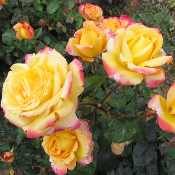 2 Live Starter Plants in 2 Inch Pots Love and Peace Rose Bush