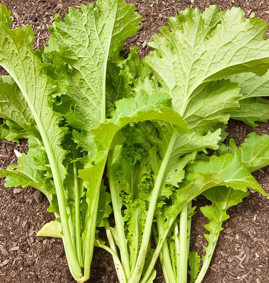 Mustard Southern Giant Curled Brassica juncea 500 Seeds For Planting