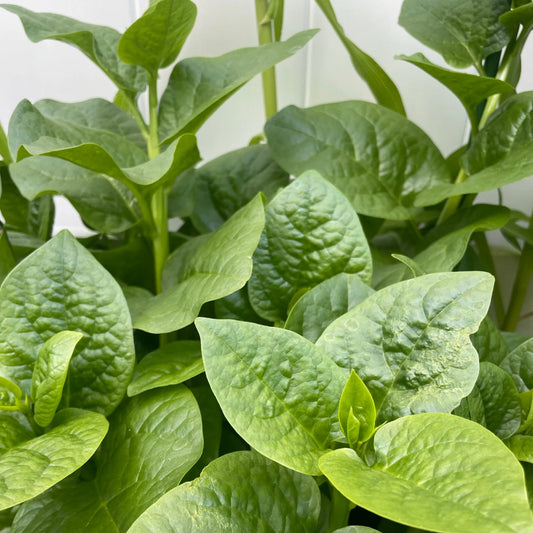 Malabar Spinach Green Vines Supreme