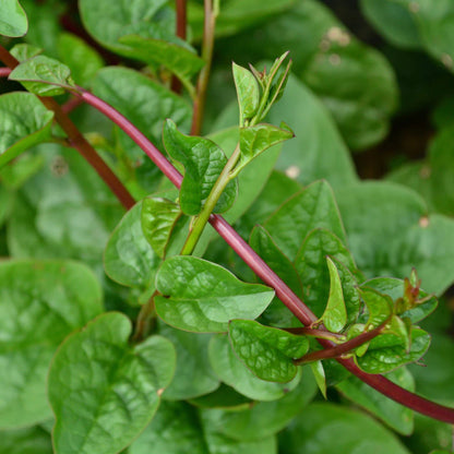 Malabar Spinach Red Stem