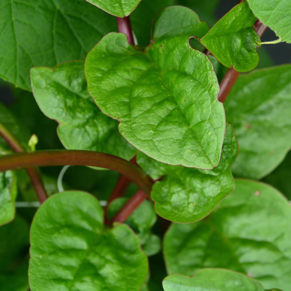 Malabar Spinach Red Stem