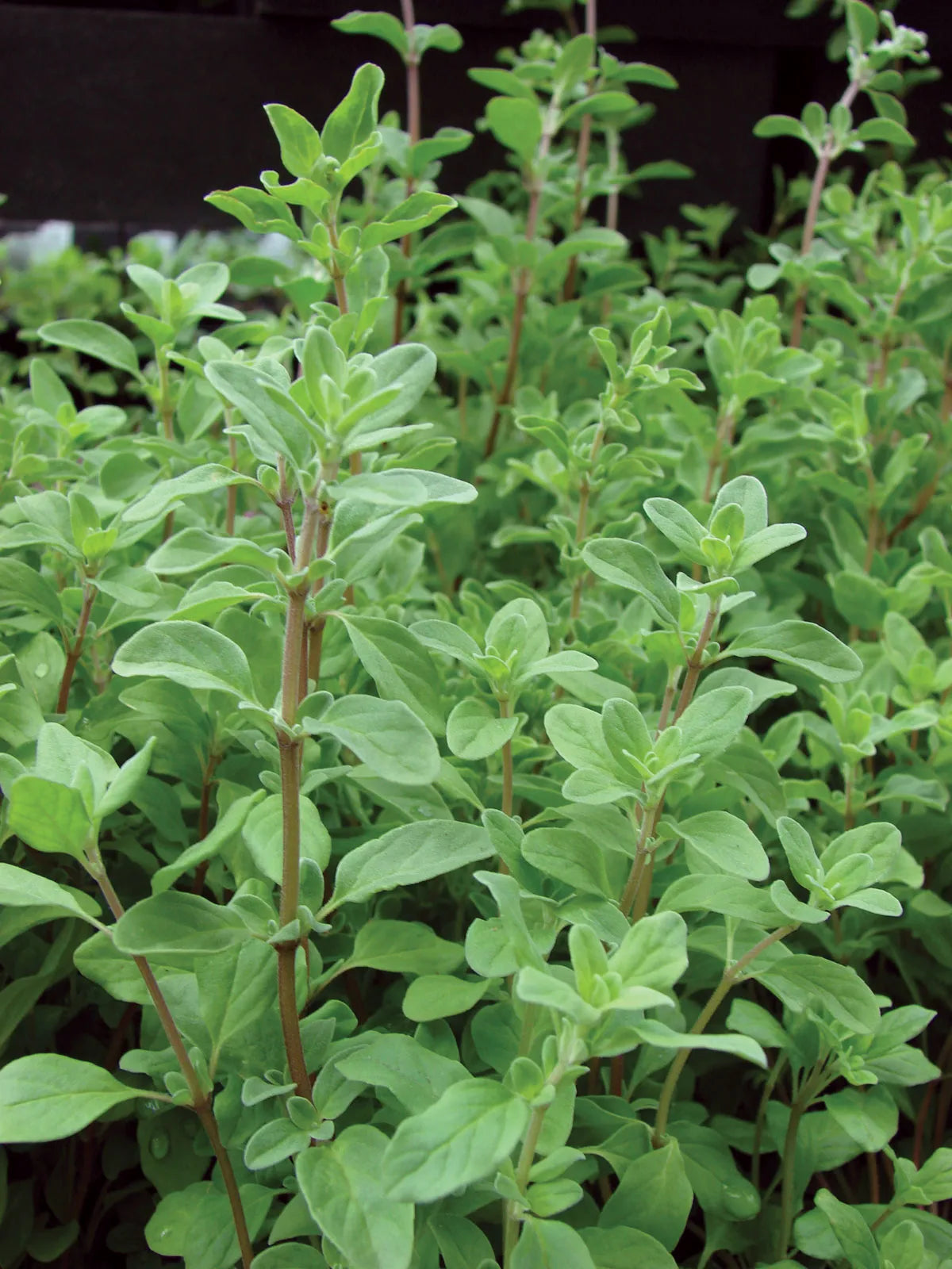 Marjoram Origanum majorana 400 Seeds For Planting