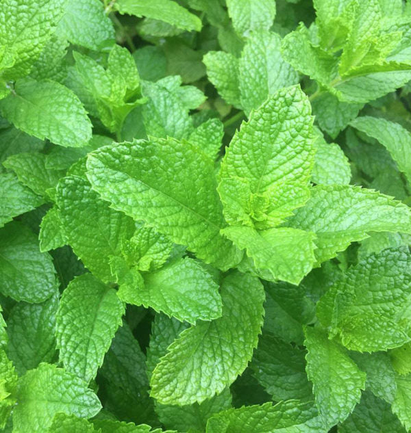 Mint spearmint 30mg Seeds For Planting