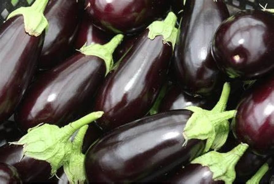 200+ Black Beauty Eggplant Seeds - Heirloom, Non-GMO & Classic Variety