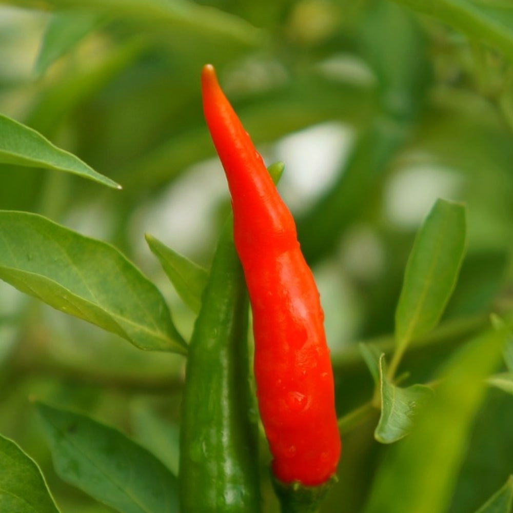 Mosco (Pueblo Mirasol Chile Guajillo) Hot Pepper