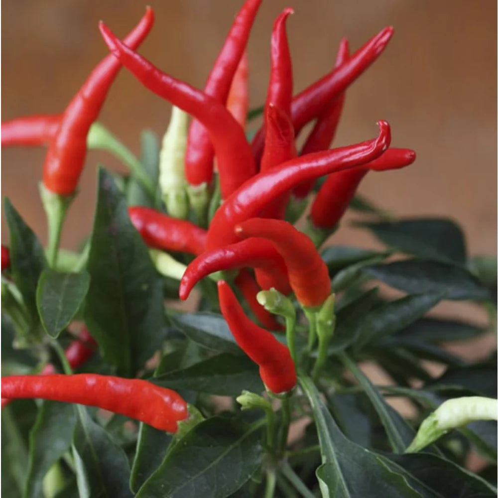 Mosco (pueblo Mirasol Chile Guajillo) Hot Pepper 250 mg Seeds For Planting