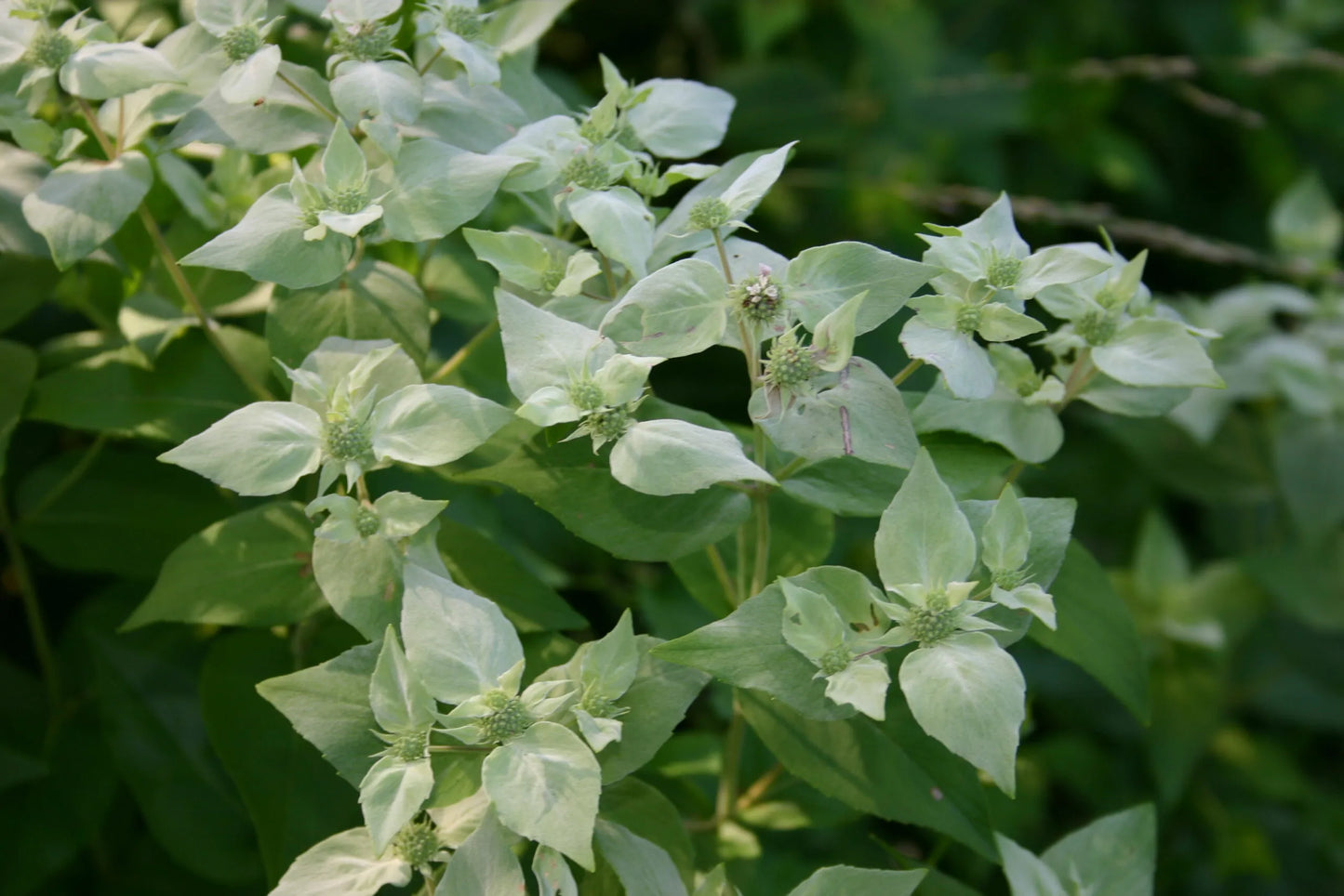 Mint moutain mint 30mg Seeds For Planting