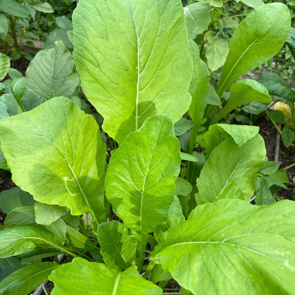 Mustard Green Spinach Komatsuna Tendergreen