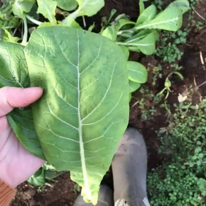 Mustard Green Spinach Komatsuna Tendergreen