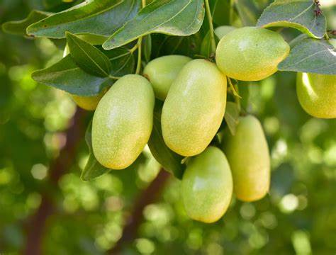 Jojoba 5 Seeds For Planting