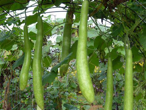 Gourd Cucuzzi (italian edible) 10 Seeds For Planting