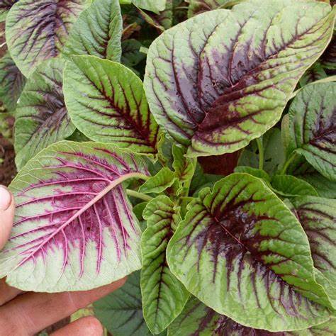 Edible Amaranth Red Leaf 500mg Seeds For Planting