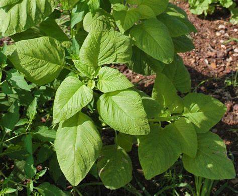 Edible Amaranth White (Light Green) 500mg Seeds For Planting