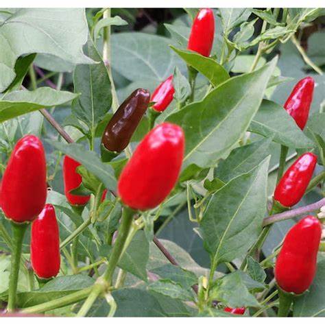 Pepper - Chiltepin 250mg Seeds For Planting