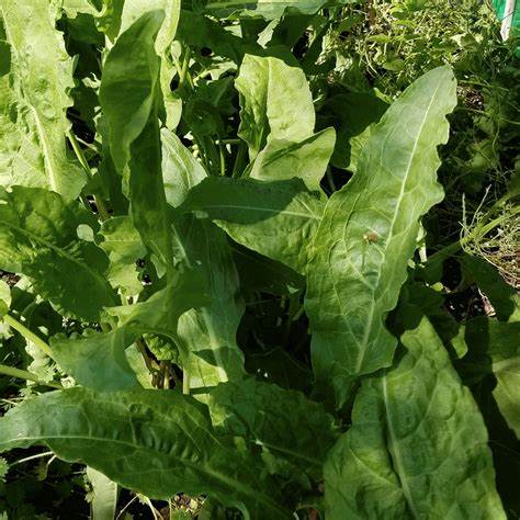 Sorrel Large Leaf 250mg Seeds For Planting