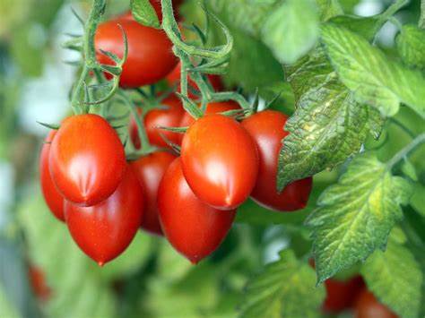 Tomato - Roma 100mg Seeds For Planting