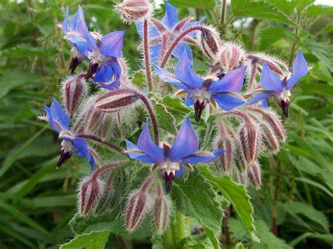 Borage 1g Seeds For Planting