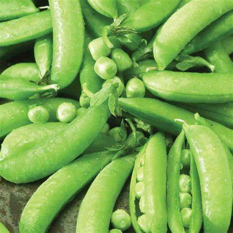 Pea Edible Pod Sugar Snap 5 gram Seeds For Planting