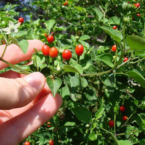 Pepper - Chiltepin 250mg Seeds For Planting