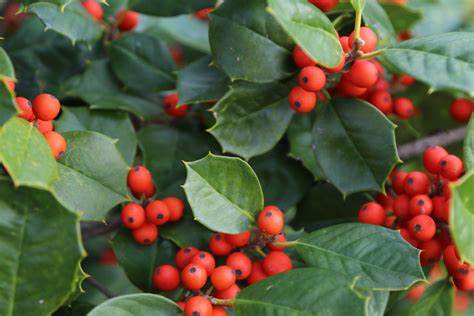 Ilex opaca 500mg Seeds For Planting