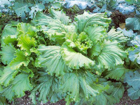 Cabbage michihili chinese 1g Seeds For Planting