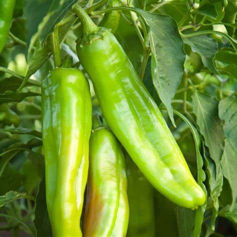 Pepper - Hatch Lumbre 250mg Seeds For Planting