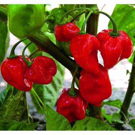 Pepper - Hot Habanero Caribbean red 250mg Seeds For Planting