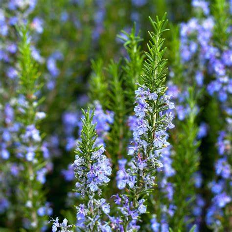 Rosemary Seeds 100mg Seeds For Planting