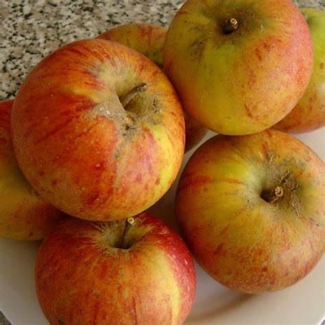 4 Unrooted Cutting Cox's ORANGE PIPPIN Apple Fruit Tree Scion / Cutting / Rooting / Grafting